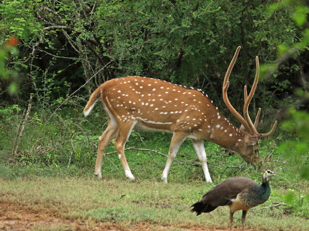 Axishjort (Axis axis) Chital