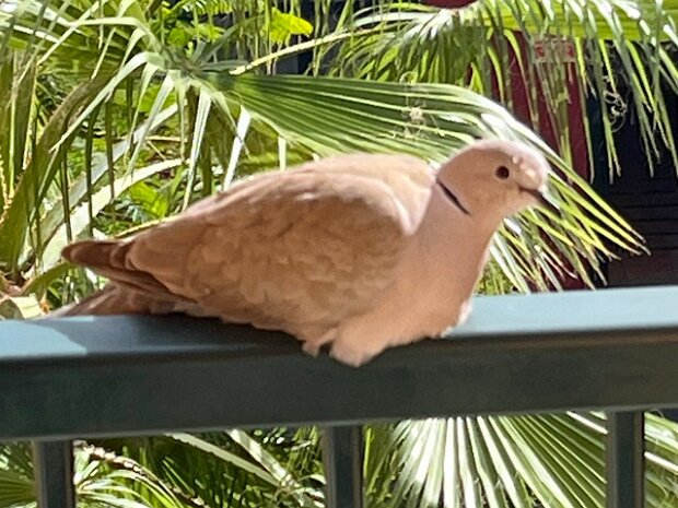 Duer (Columbidae) Dove