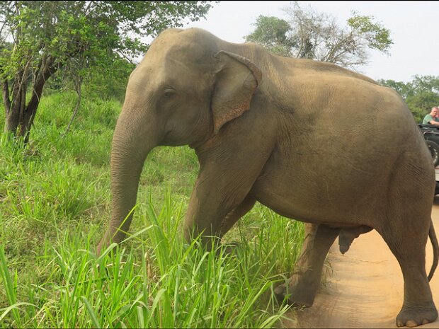 Elefanter (Elephas maximus) Elephantidae