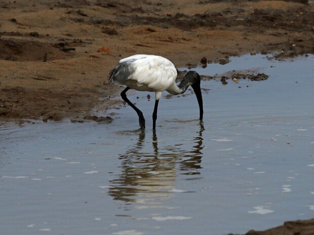 Hellig Ibis (Threskiornis aethiopicus) African sacred ibis