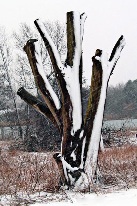 Elmetrae 143_4391.jpg - Elmetræ