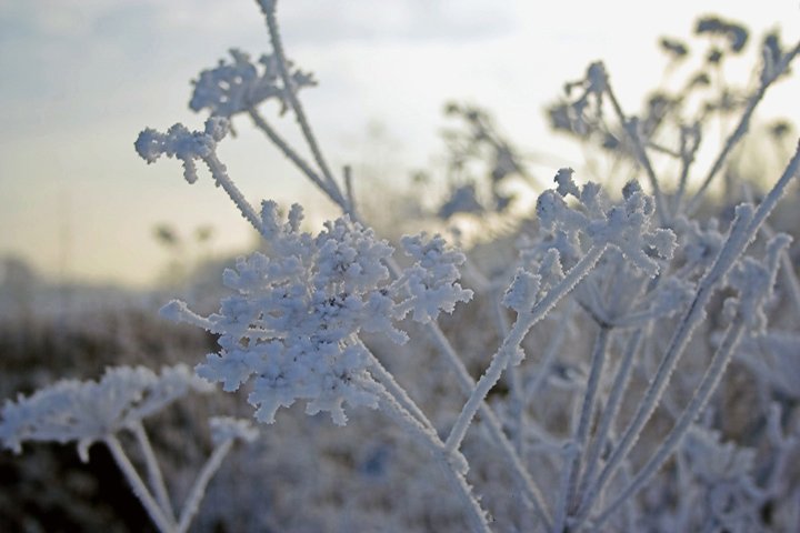 rimfrost IMG_7972-01.jpg - Rimfrost
