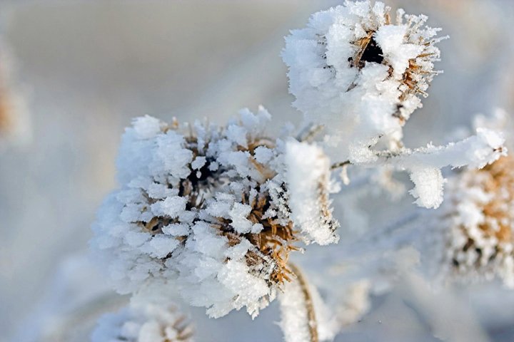 rimfrost IMG_7975-01.jpg - Rimfrost