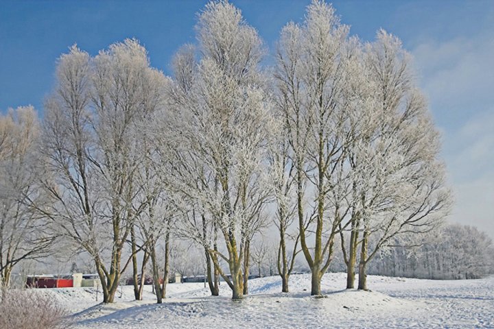 rimfrost IMG_7992-01.jpg - Rimfrost