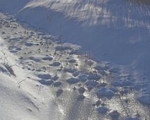 Frossen ae IMG_7925-01