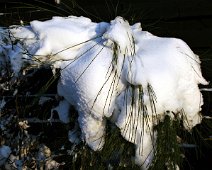gyvel med sne IMG_7833