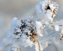 rimfrost IMG_7975-01