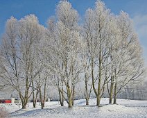rimfrost IMG_7992-01