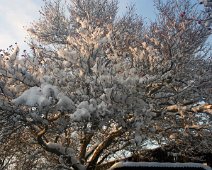 roede baer IMG_7822