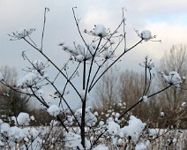 sne IMG_7798