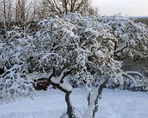 trae med sne IMG_7827