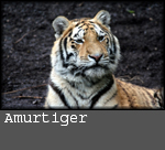 Panthera tigris altaica)