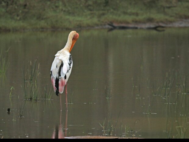Indisk skovstork (Mycteria leucocephala) Painted stork