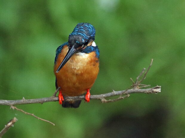 Isfugl (Alcedo atthis) Common Kingfisher