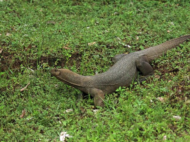 Varan (Varanus) Varanus
